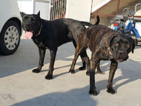 cane corso nero focato